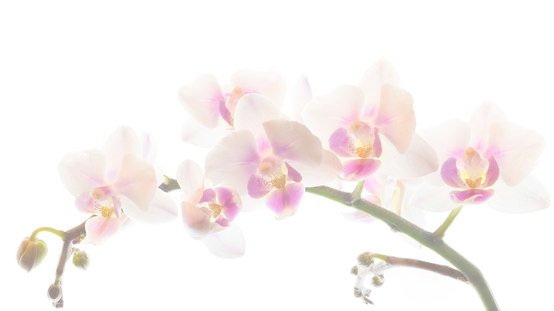 Orchidee